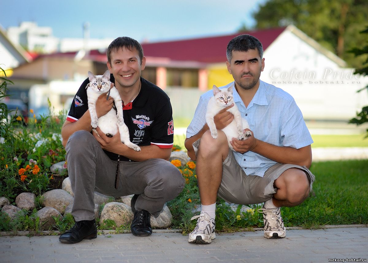 bobtail cats Russia - Estonia