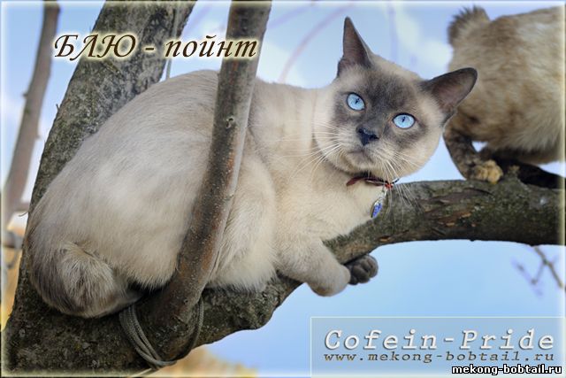 bobtail cat blue point male