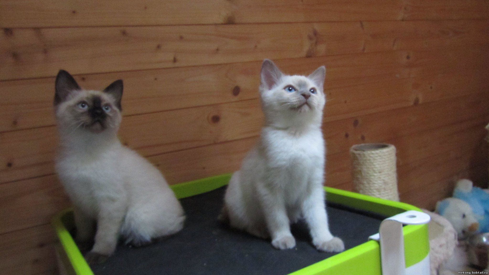 mekong bobtail kittens Czech Republic