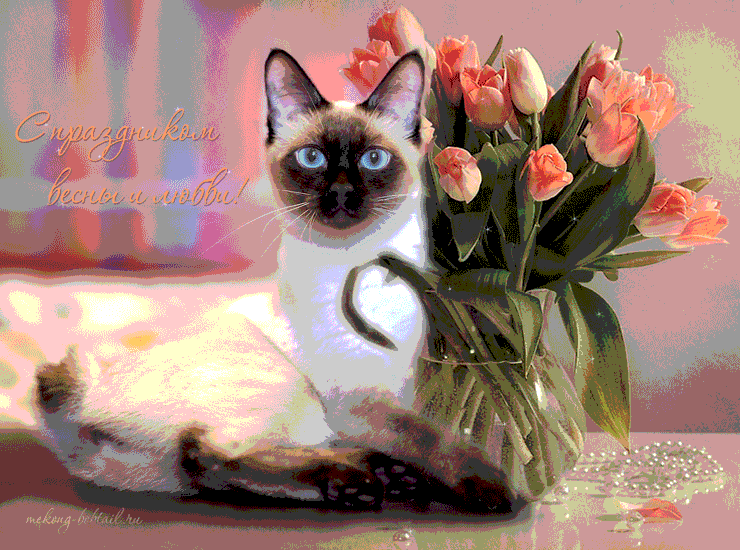 кошки gif