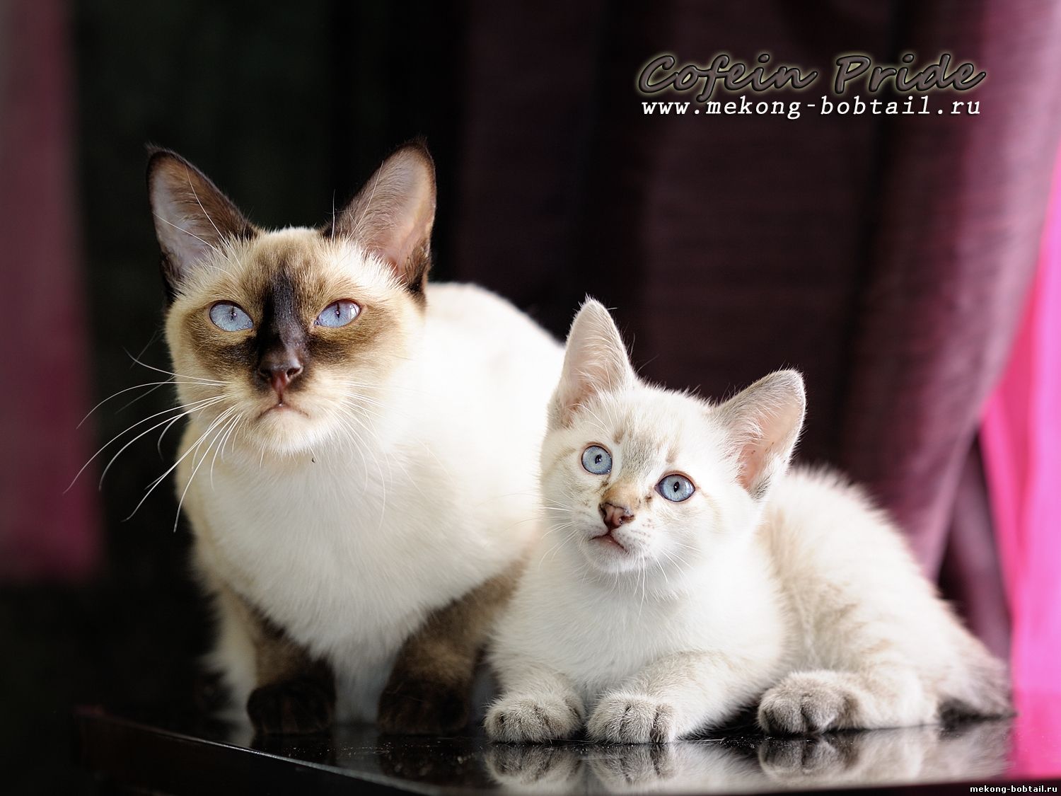 mekong bobtail chocolate point