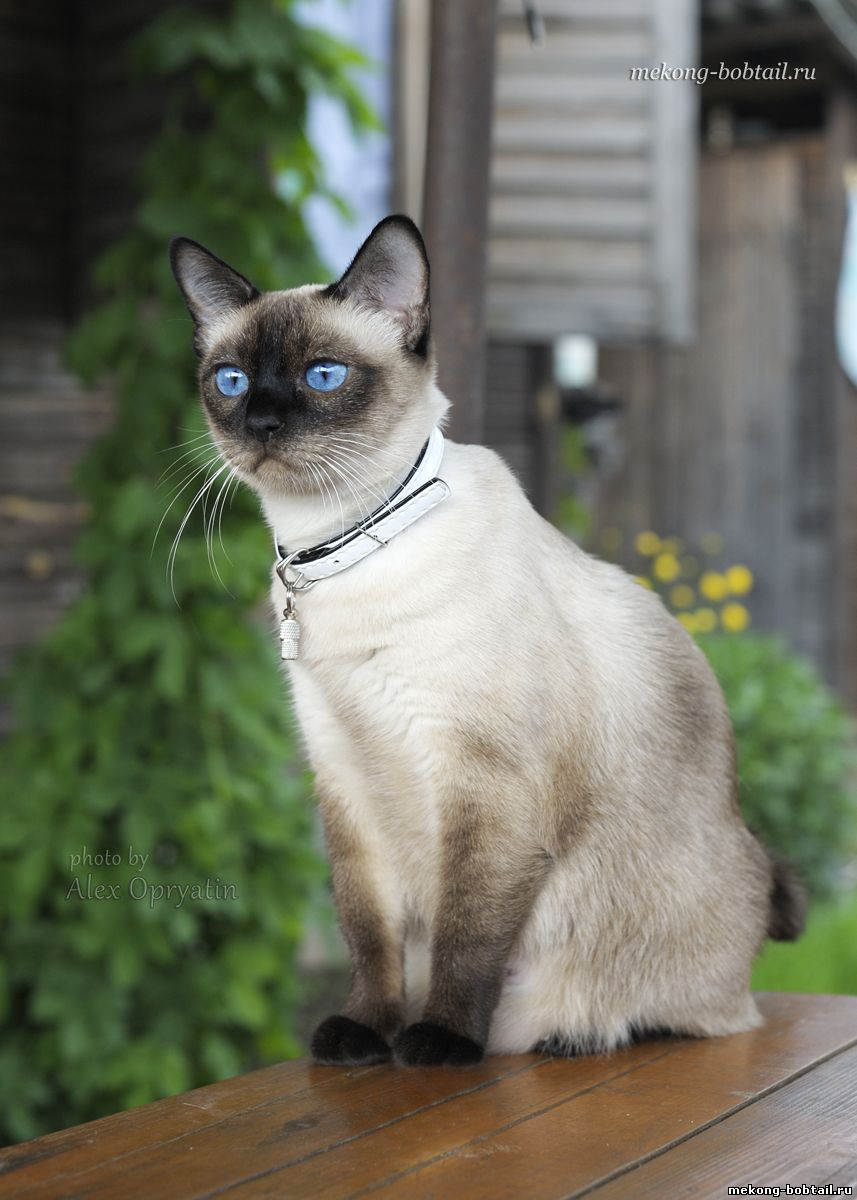 bobtail cat female seal-point