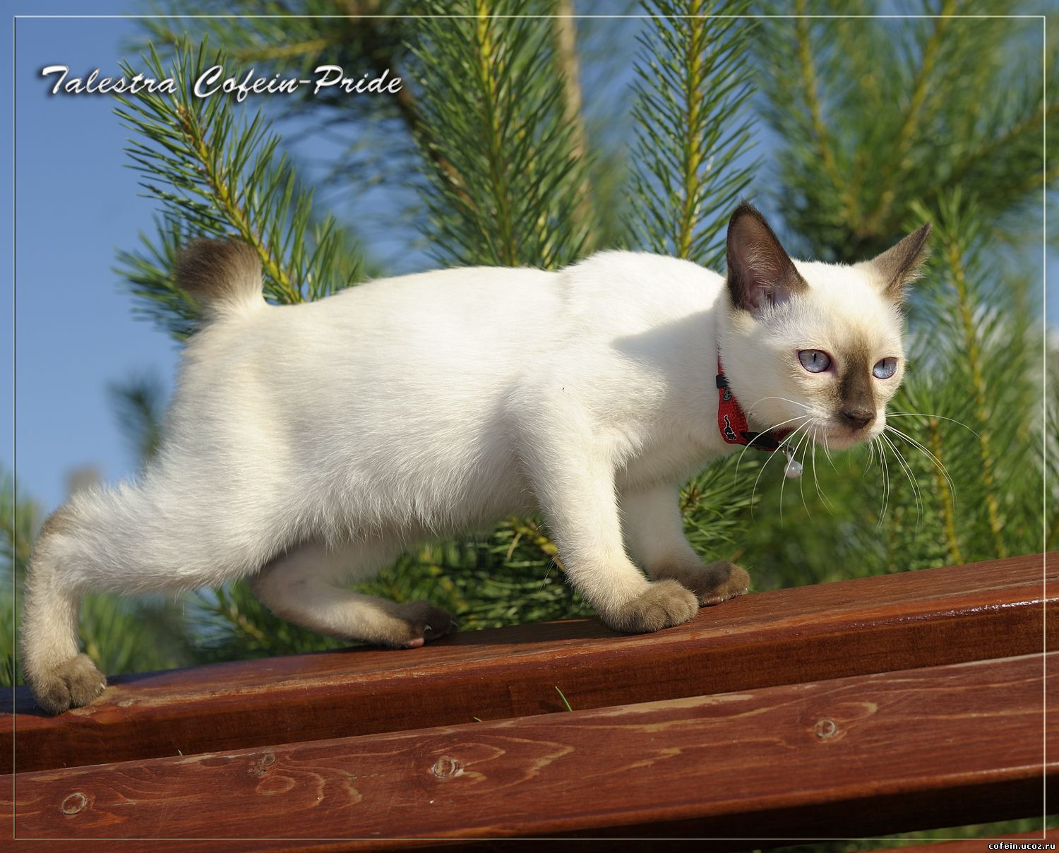 mekong bobtail Talestra Cofein-Pride, chocolite-point