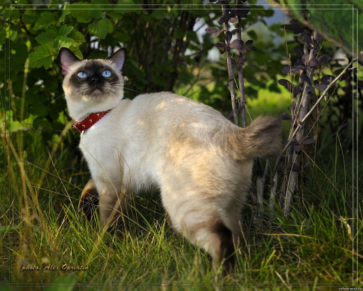 Меконгский бобтейл (mekong bobtail) Леолин Мэли Фиби, сил-пойнт