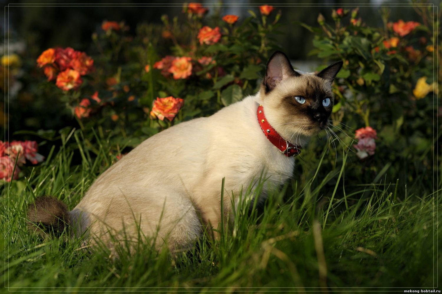 купить котёнка