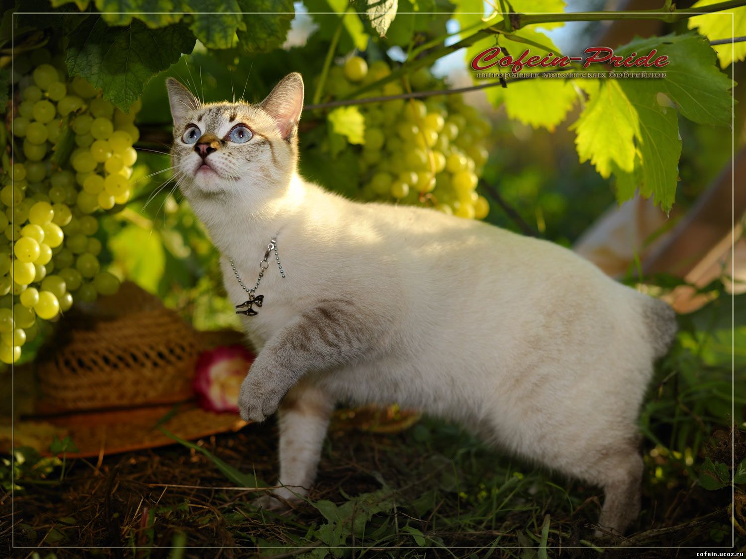 mekong bobtail Dona Mia Ayutthaya, Cofein-Pride cattery