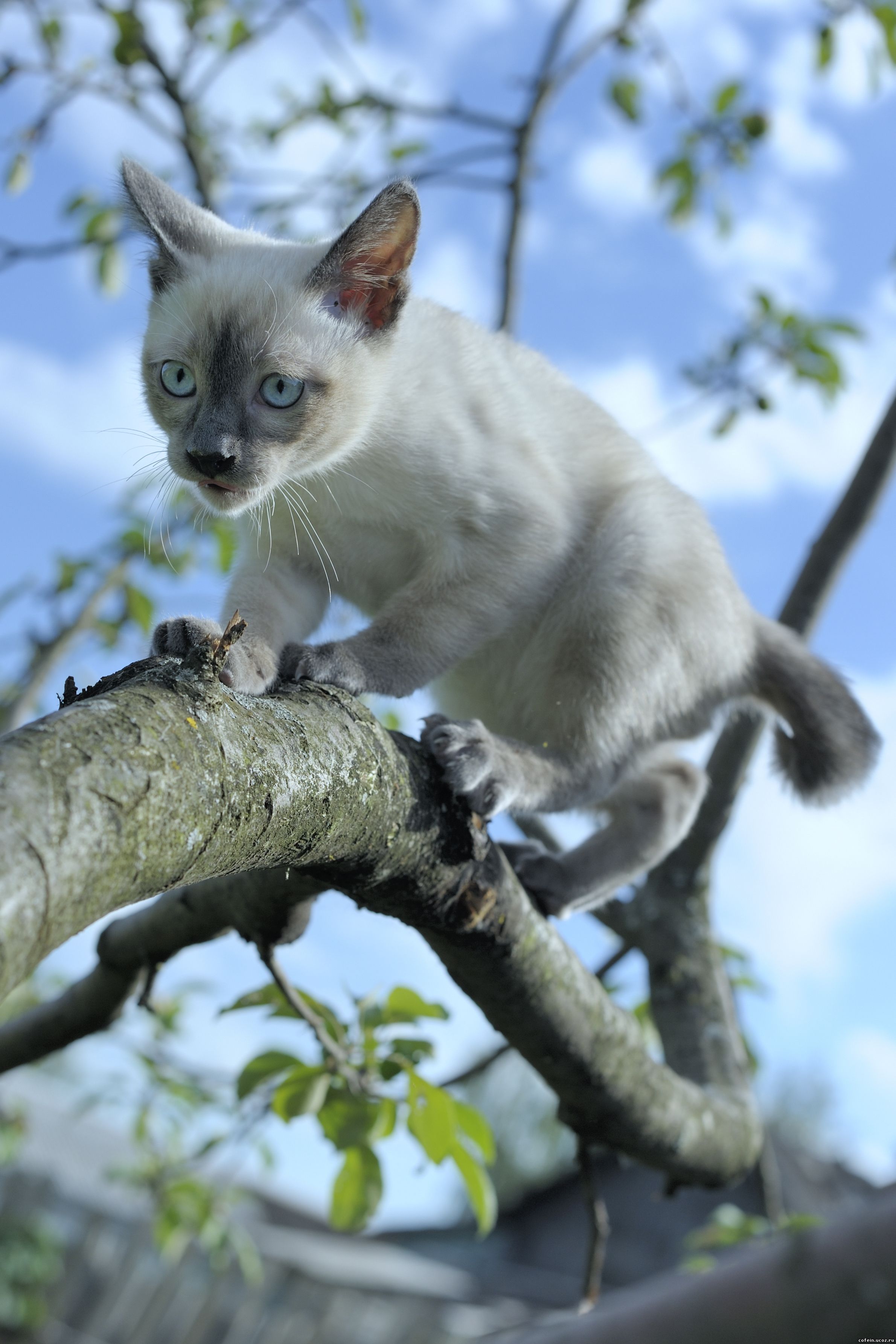 mekong bobtail Cofein, blue point, 3 months