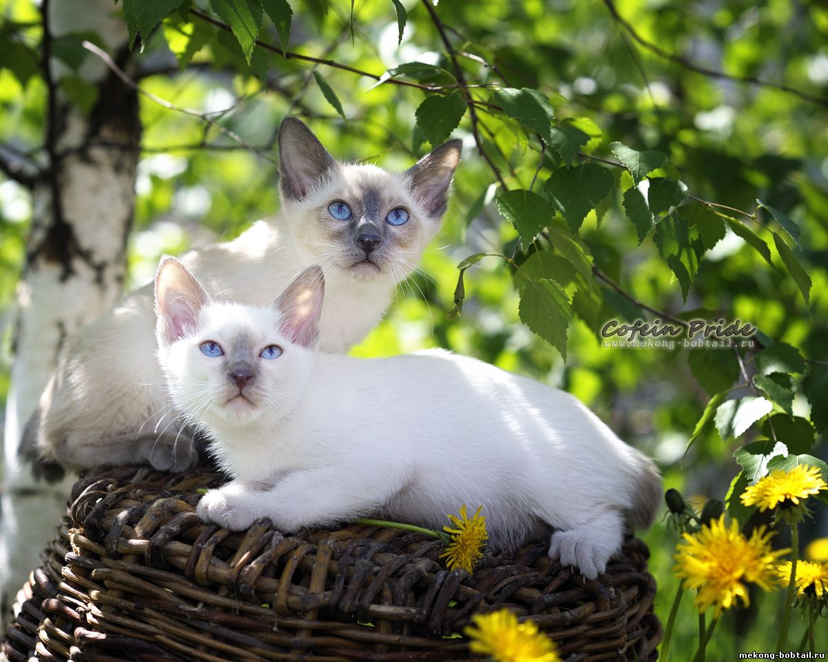 bobtail cats and kittens
