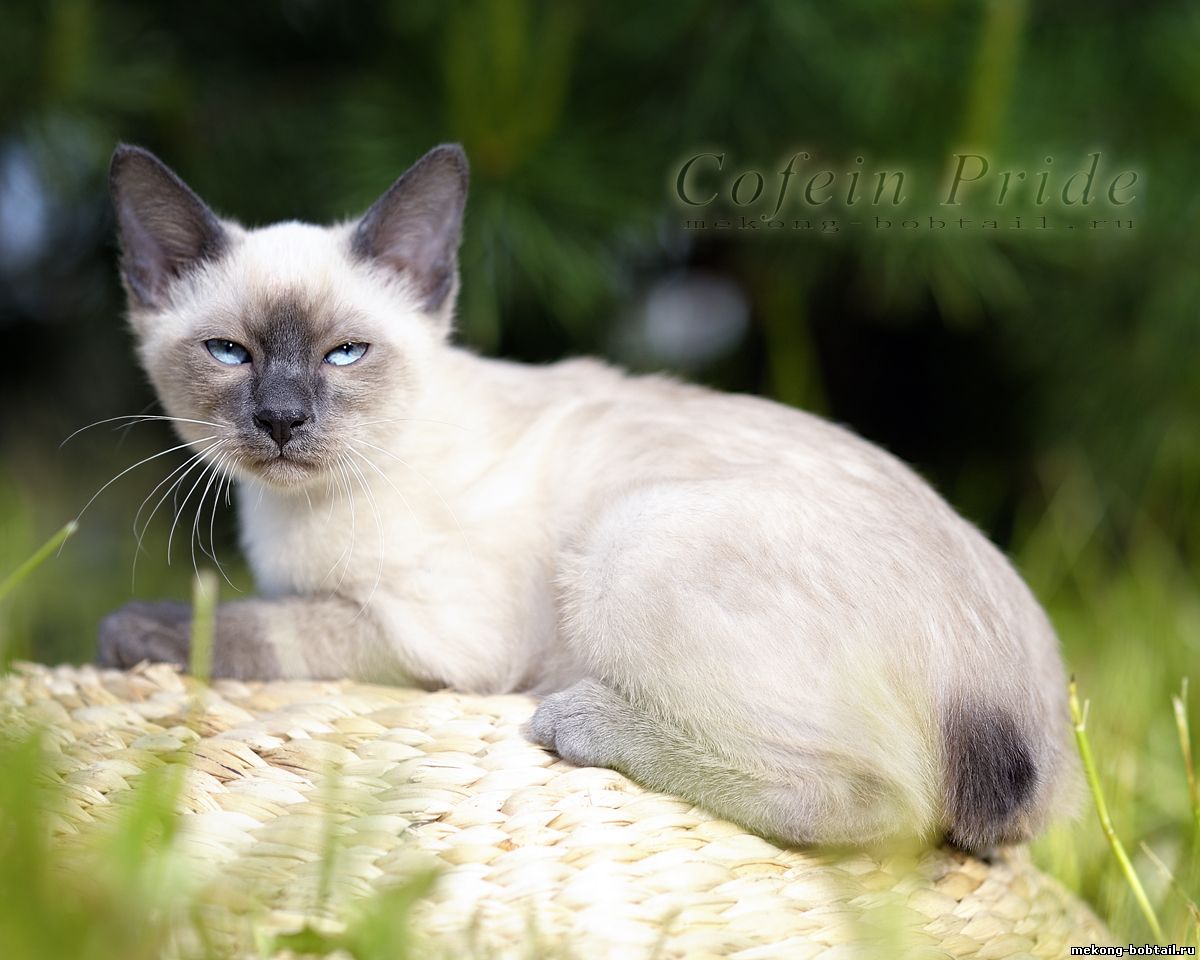 bobtail female blue point