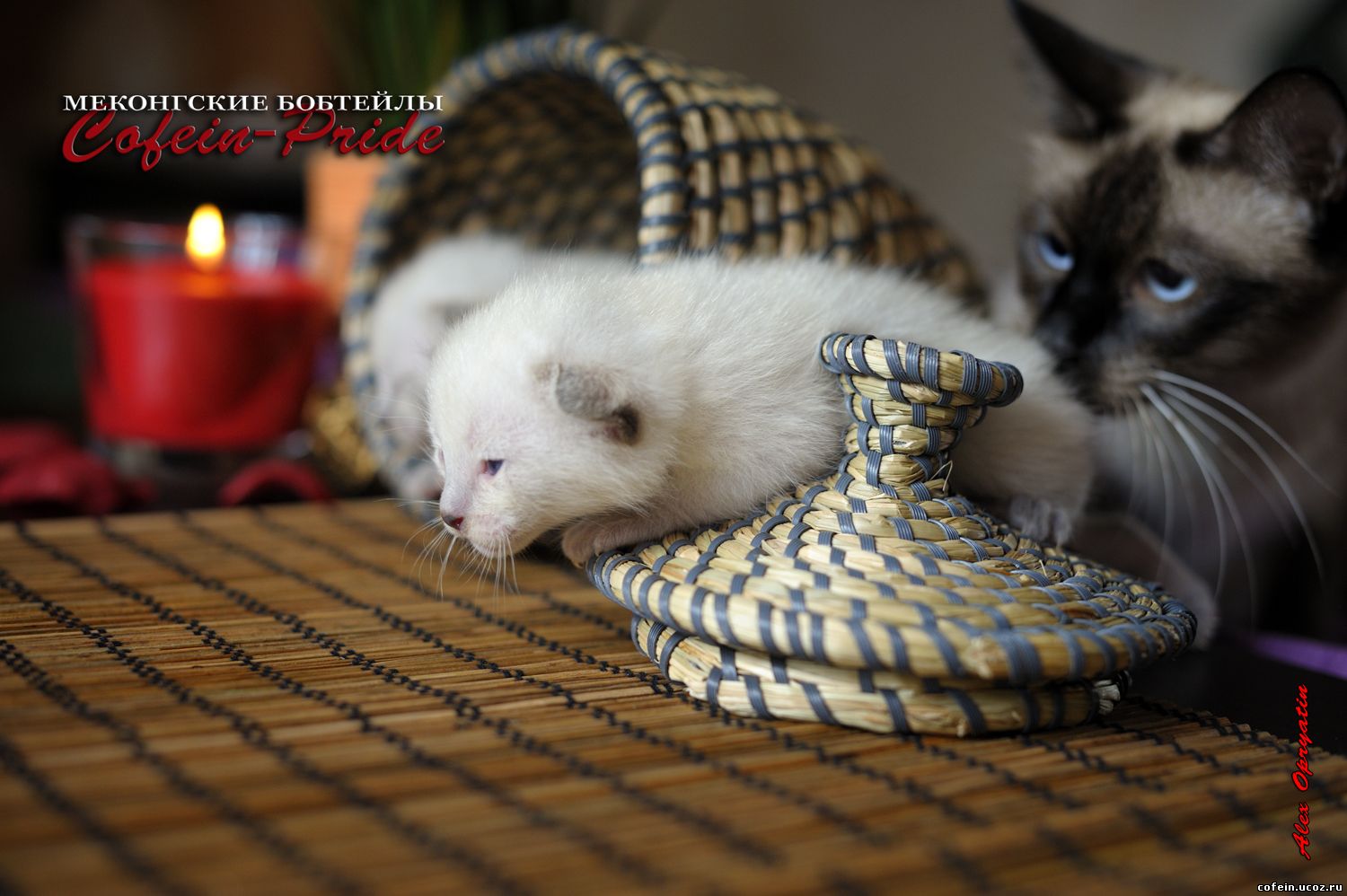 mekong bobtail Kassandra and kittens