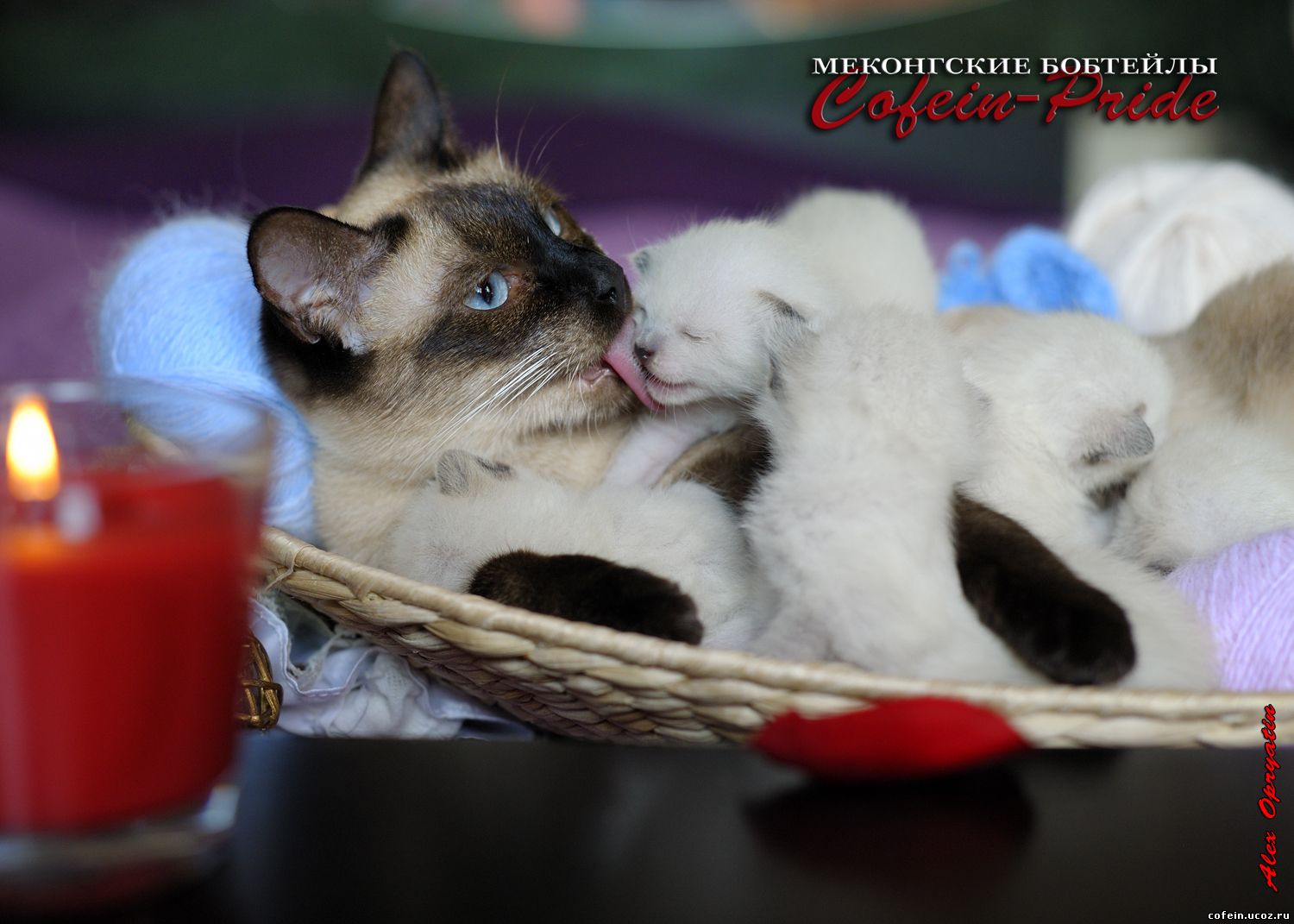 mekong bobtail Kassandra and kittens