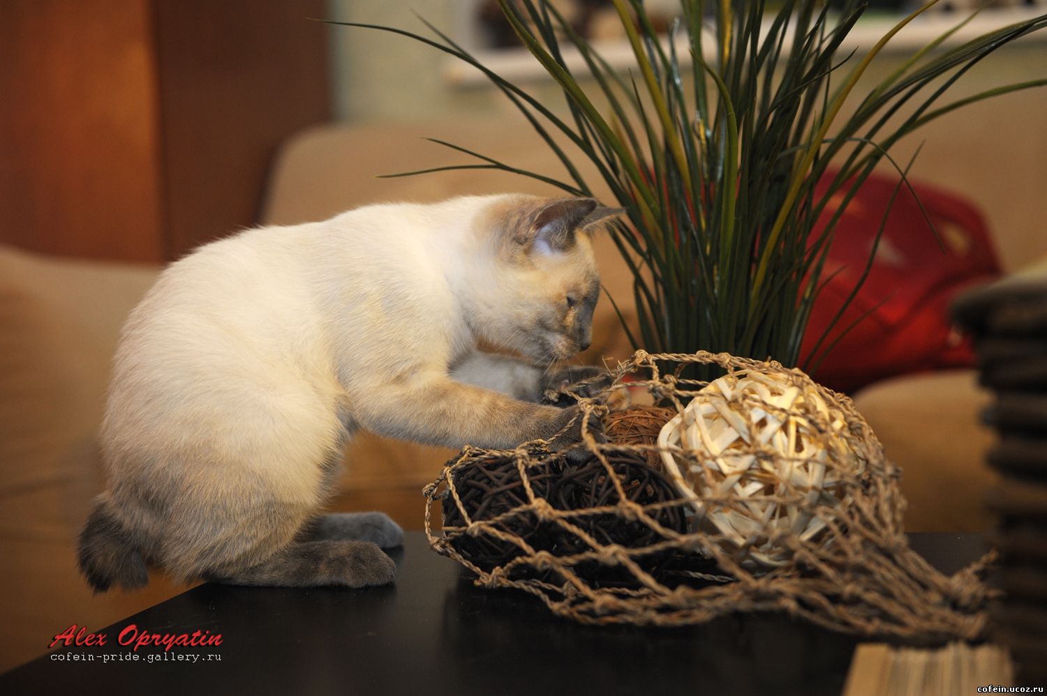 mekong bobtail Airis Alerus Cofein-Pride, blue-creem-point