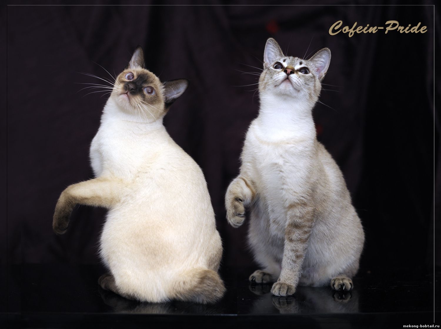mekong bobtails of Cofein Pride cattery: chocolate point, seal tabby point.