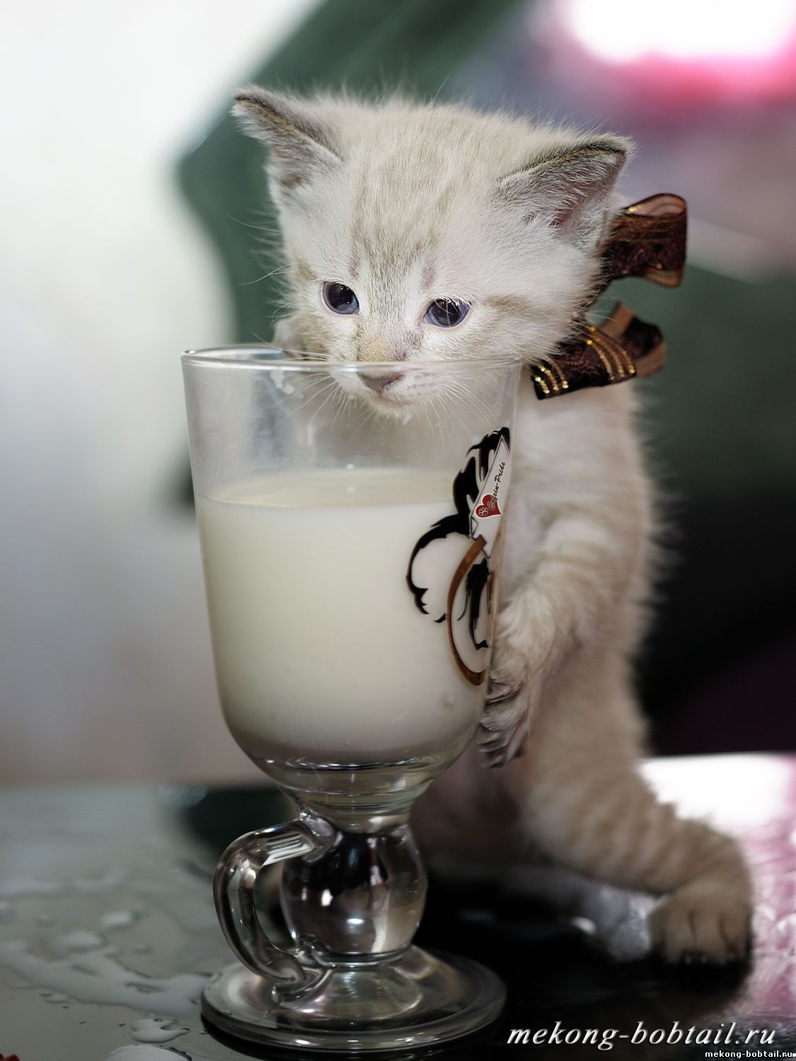купить котёнка бобтейла
