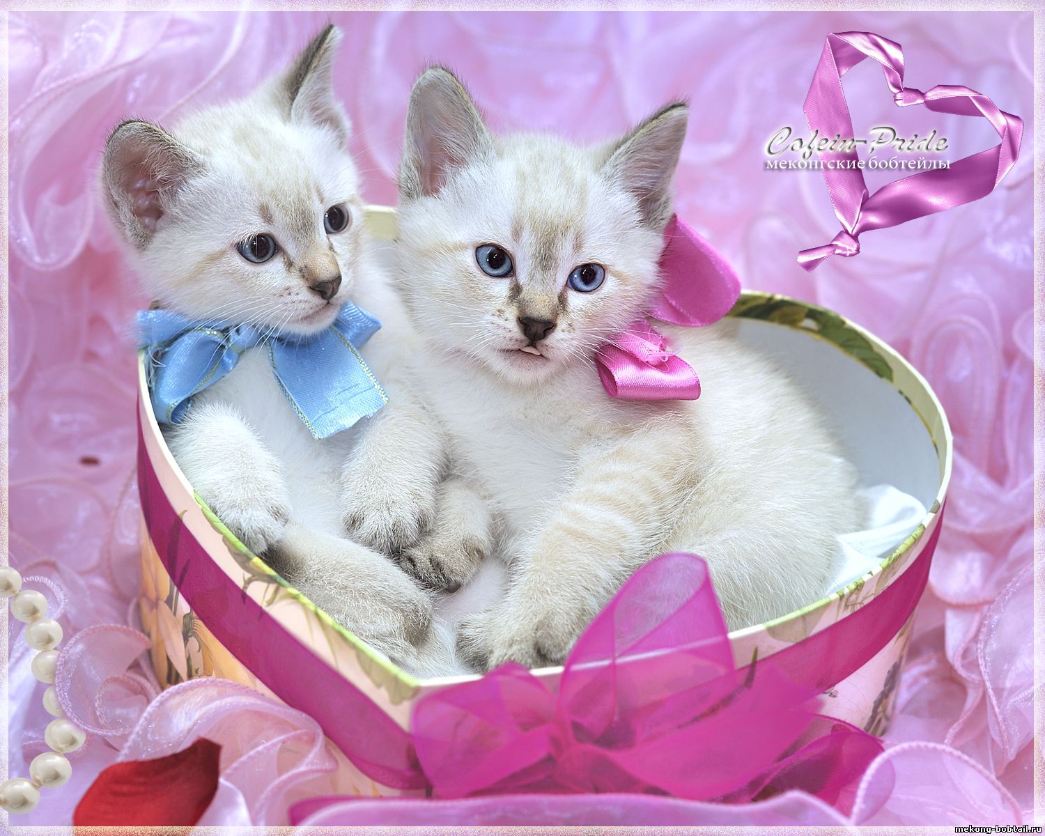 mekong bobtail Valentine's day