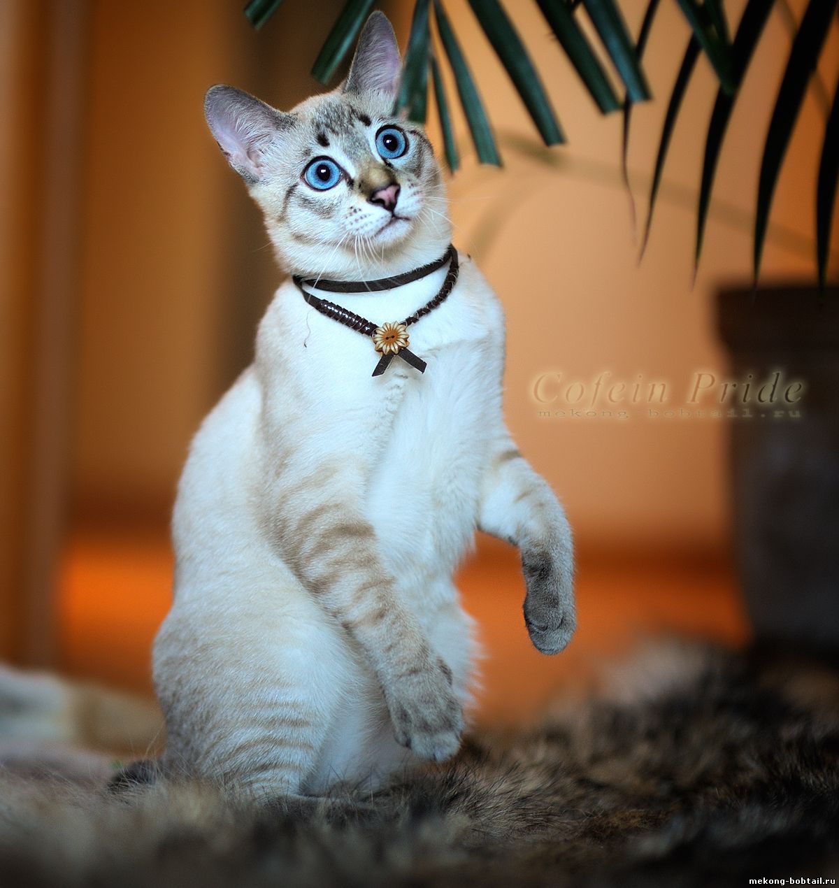 bobtail kitten available
