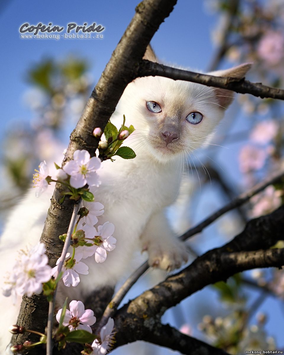 lilac-point