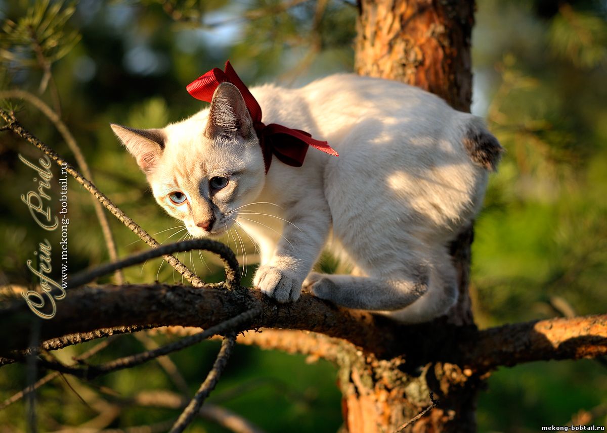 бобтейл котята