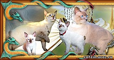 mekong bobtail