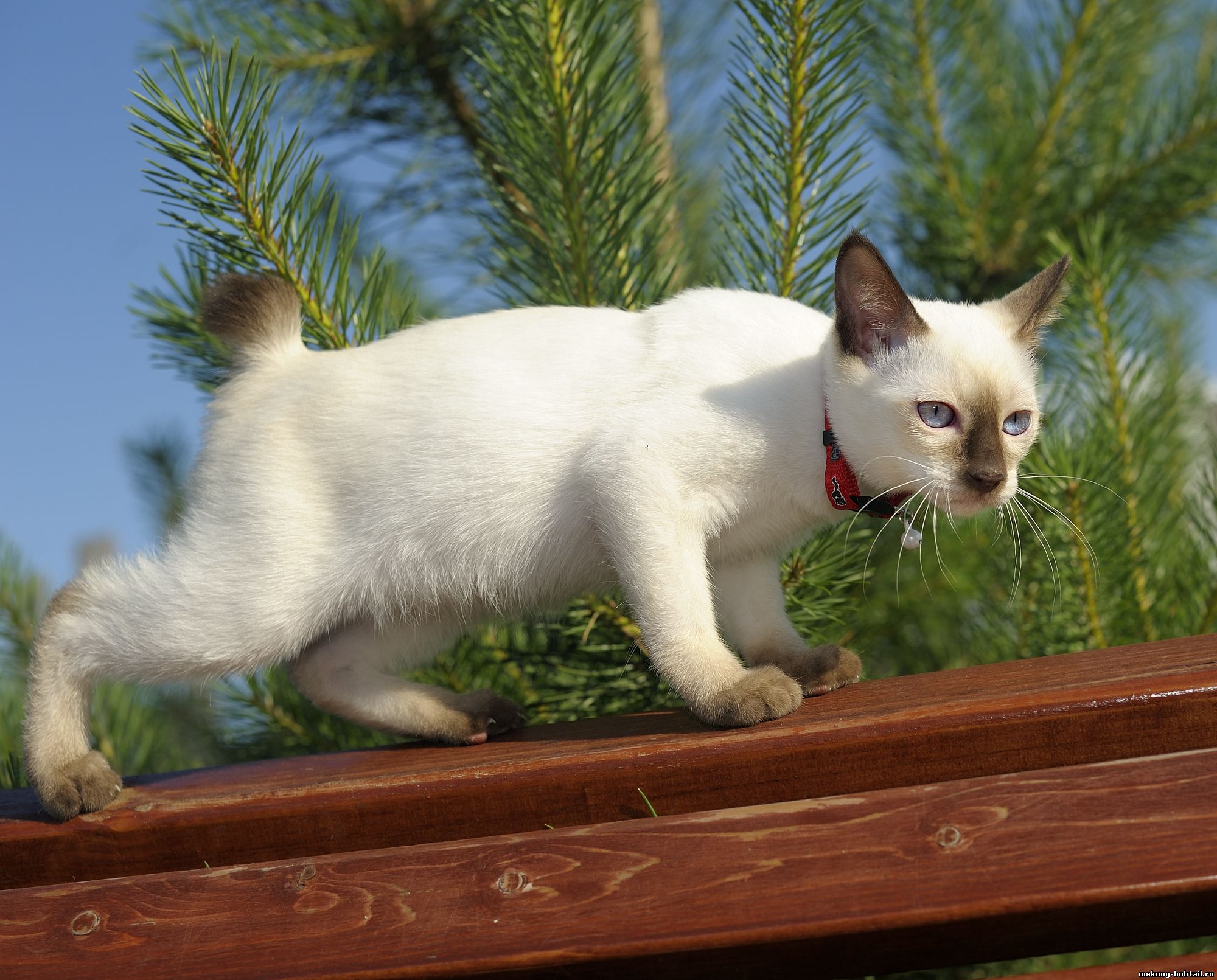 bobtail cat female kitten
