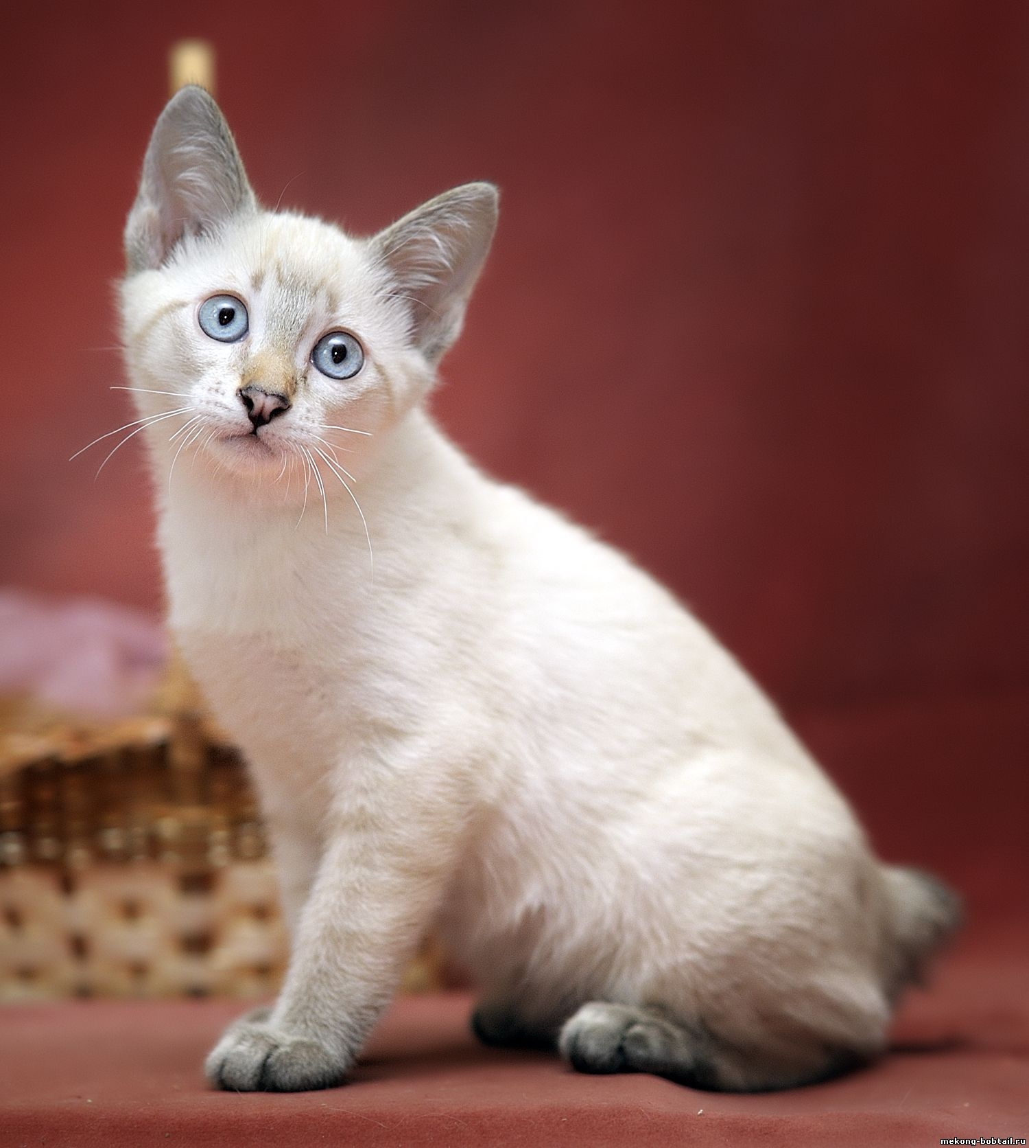 bobtail cat tabby