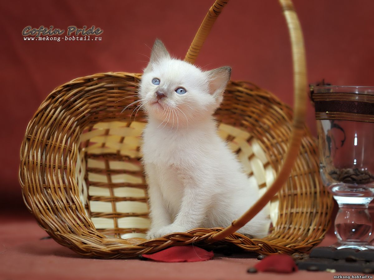 купить котёнка