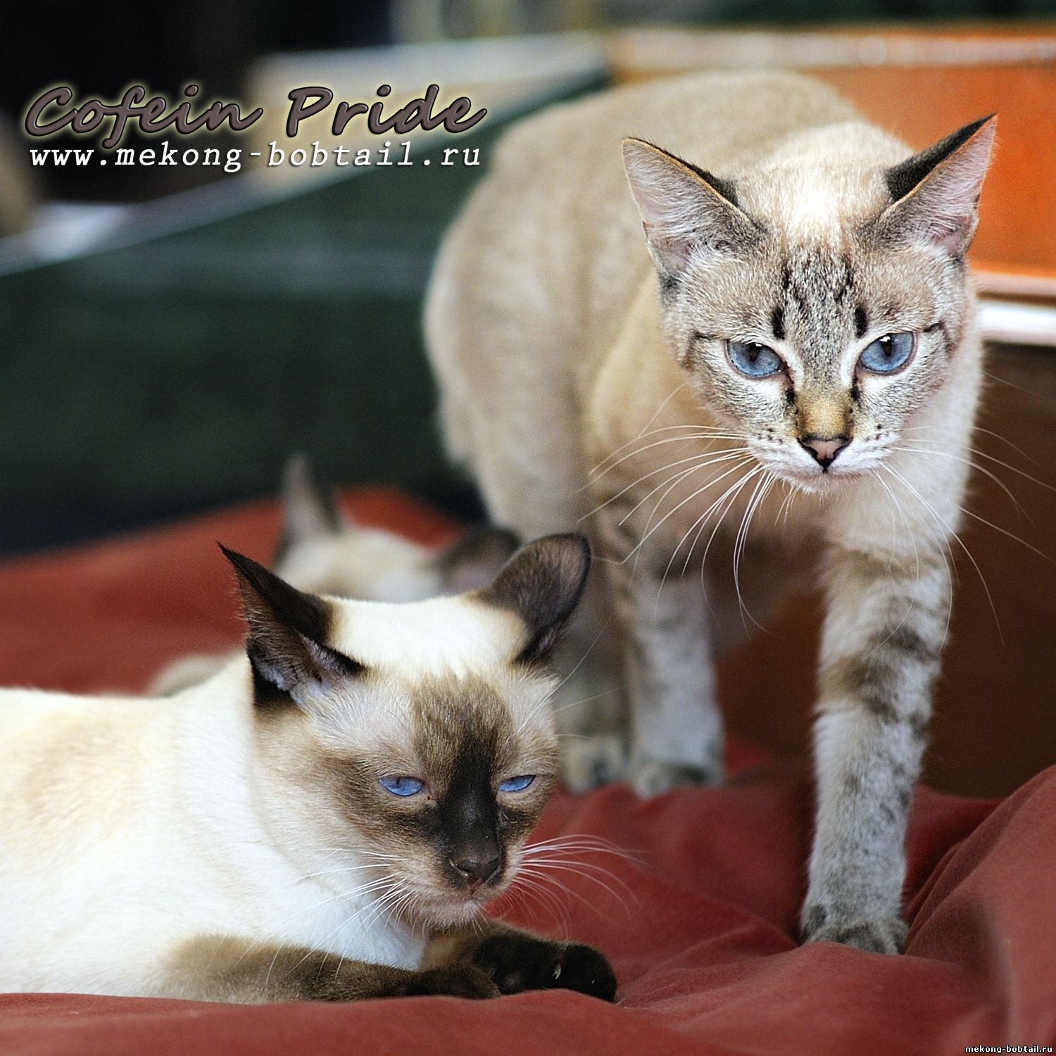 Mekong bobtail Dona Miya Ayutthaya, Cofein-Pride cattery