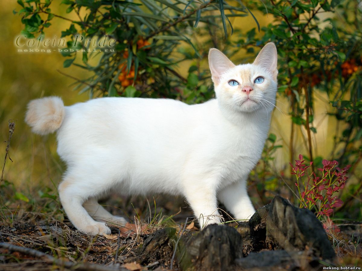 mekong bobtail kitten for sale cream-point