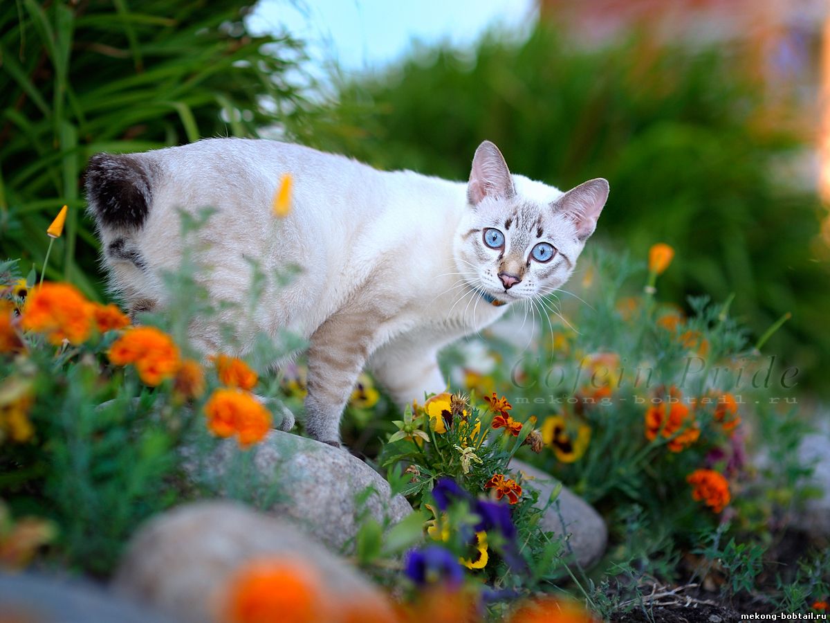 mekong bobtail, bluepoint, blue-cream-point