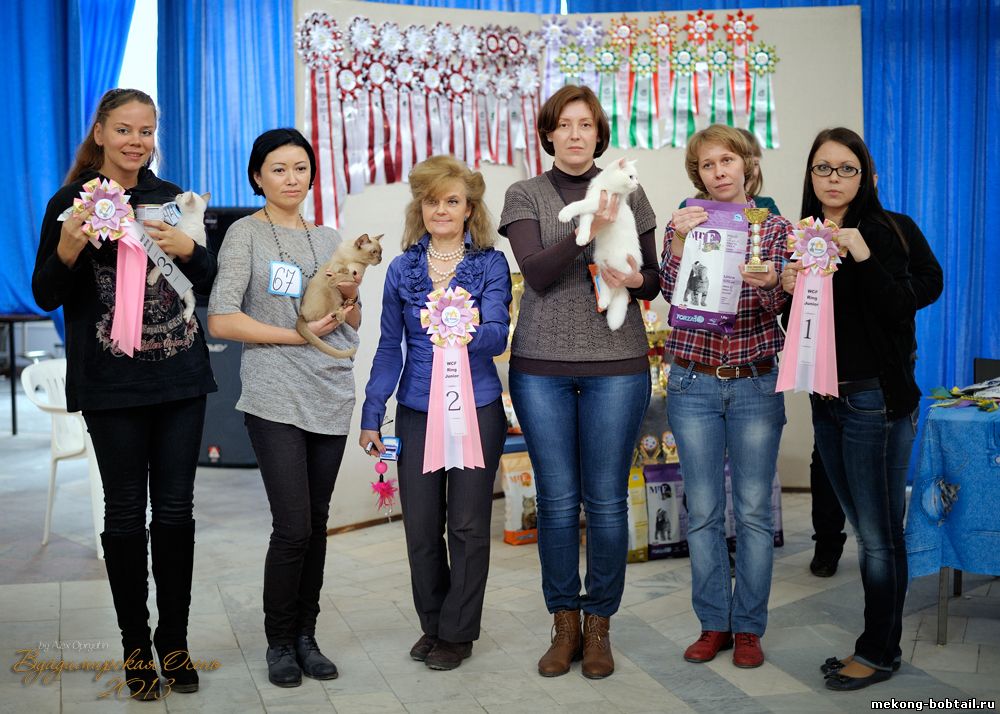 выставка кошек во Владимире