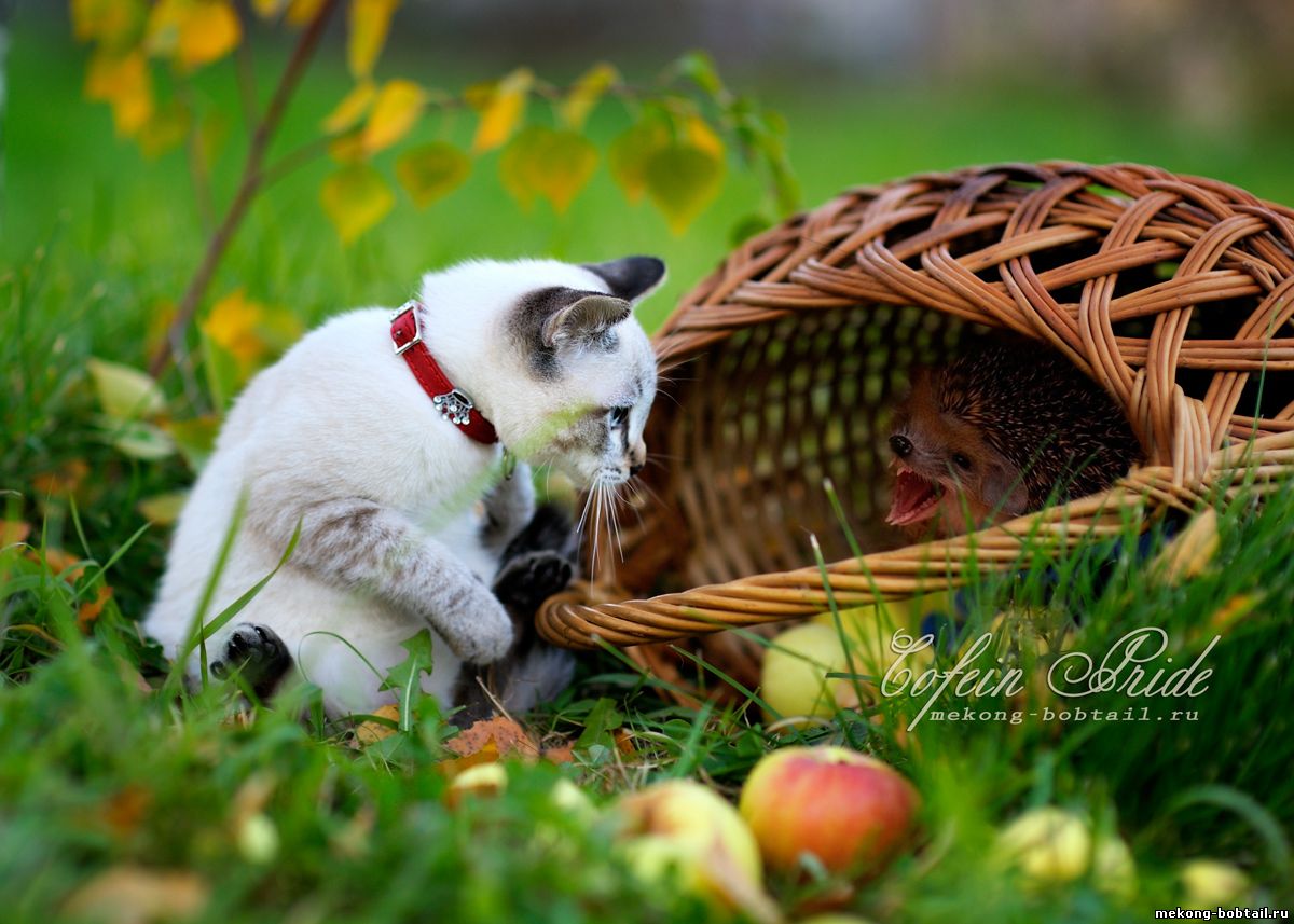 бобтейл котята